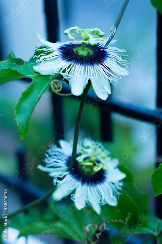 Flores de pasiflora