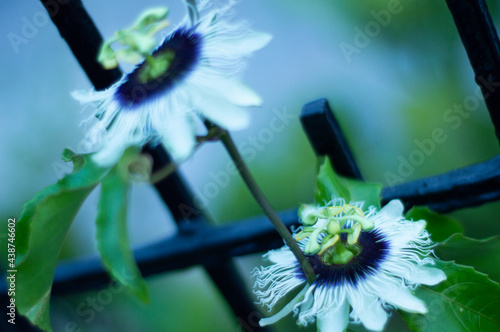 Flores de pasiflora 3