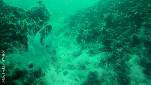 Environmental problem: the mass growth of Sea fungi on the seabed during the fish-kill period. photo