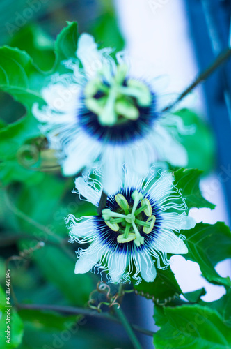 Flores de pasiflora 7