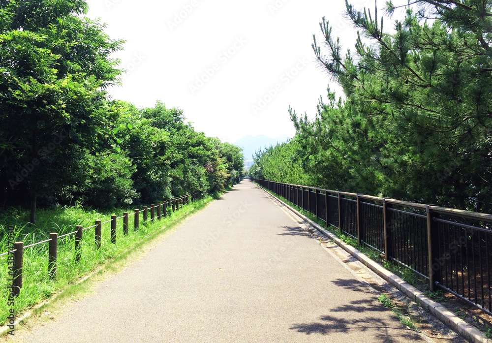 Obraz premium 新緑の遊歩道［横型］