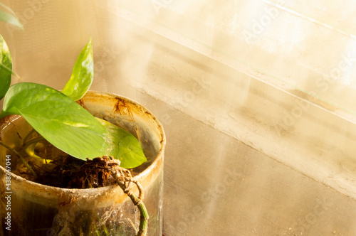 Planta