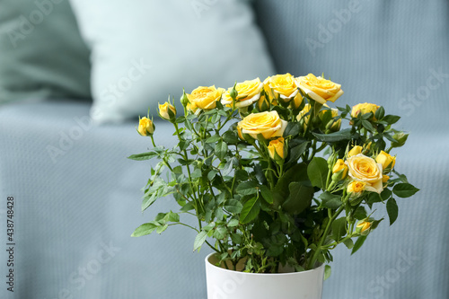 Beautiful yellow rose in pot indoors