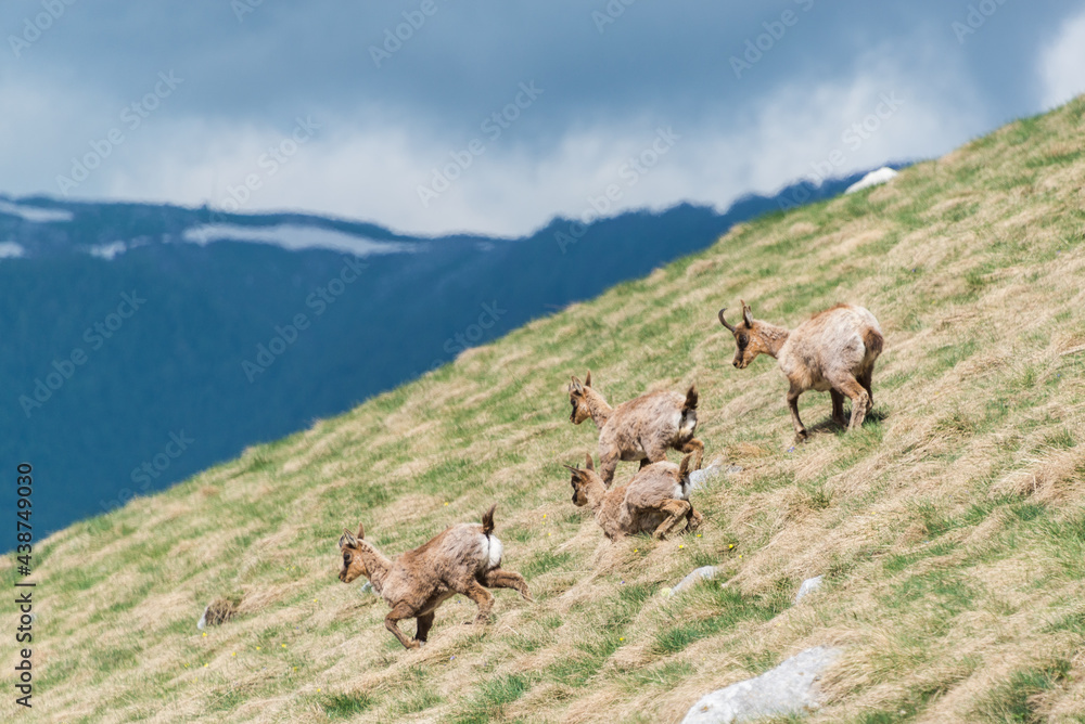 Fototapeta premium camoscio nel PNALM