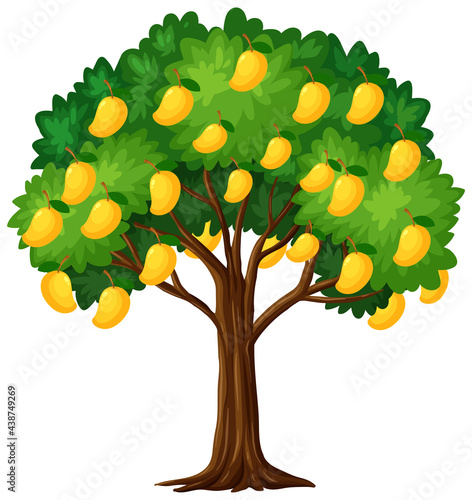 Yellow mango tree isolated on white background