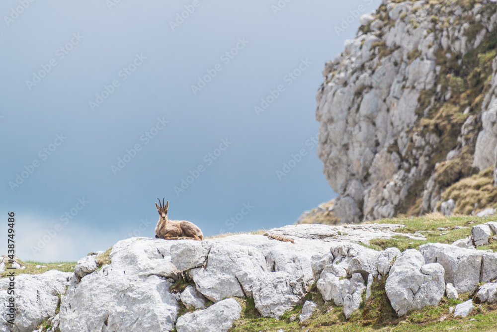camoscio nel PNALM camoscio nel PNALM