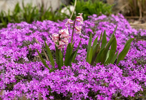 Blooming hisacinths among lilac aubrieta deltoidea flowers in the summer garden