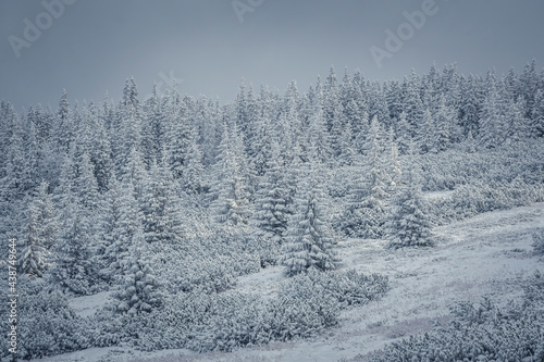 Winter wonderland in Tatra Mountains, Poland. Cold dark morning, coniferous forest closeup, snow covering every branch of fir tree. Selective focus on the plants, blurred background.