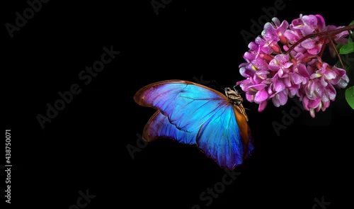 Fototapeta na wymiar bright blue tropical morpho butterfly on pink acacia flowers isolated on black