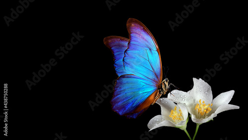 Photography bright blue tropical morpho butterfly on jasmine flowers in dew drops on black