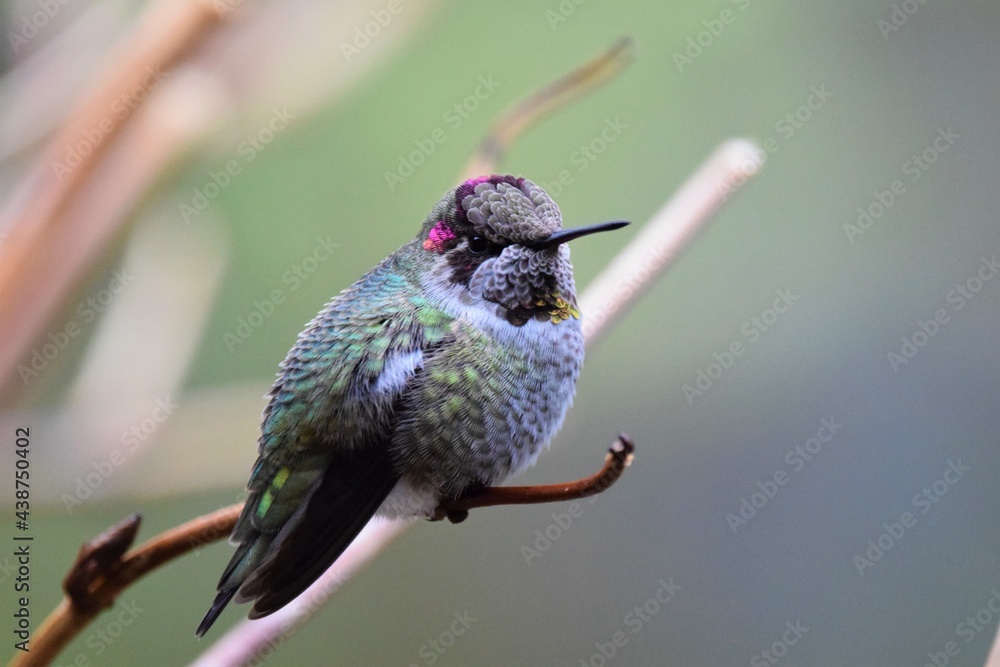 Obraz premium Resting 