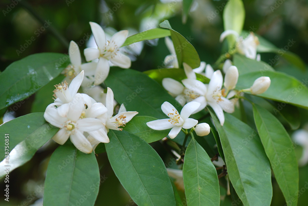 Obraz premium FLORES DE AZAHAR EN EL ÁRBOL
