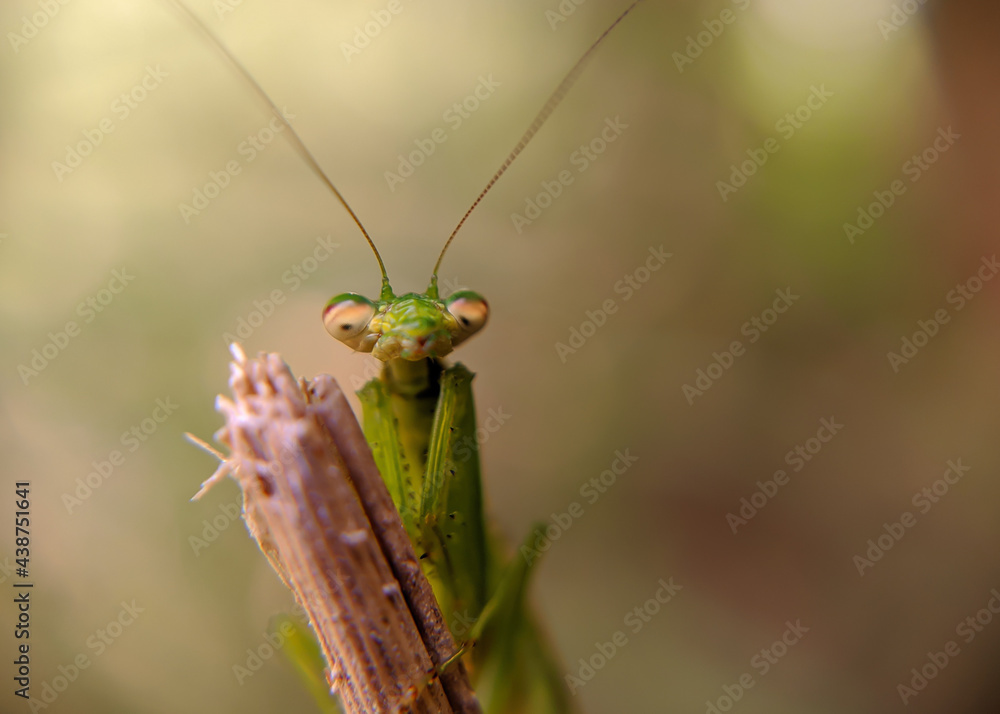 grasshopper on a leaf grasshopper on a leaf