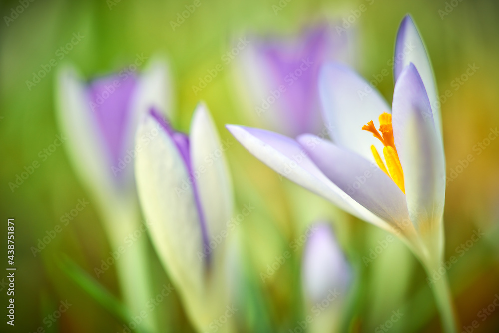 Fototapeta premium Krokus