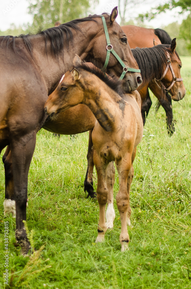 Horses with foal in pasture, Latvia. Horses with foal in pasture, Latvia.