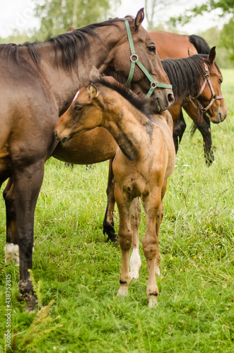 Horses with foal in pasture, Latvia.