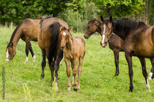 Horses with foal in pasture  Latvia.