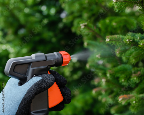 The gardener sprays the tree from.