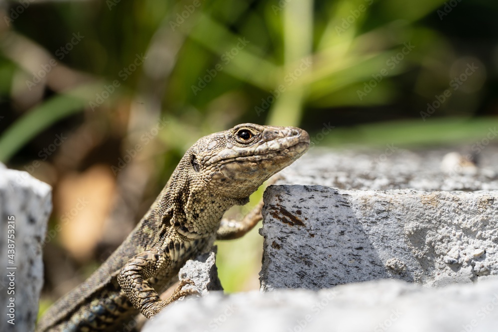 Naklejka premium Eidechse
