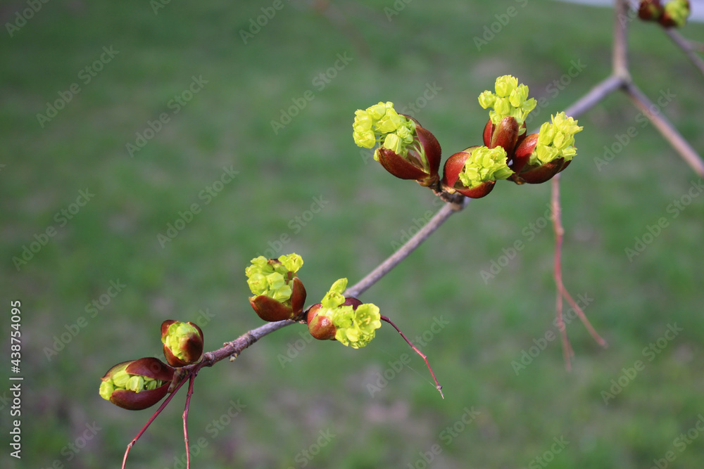 Buds bloom on the trees. Branch with early greens. Spring background Buds bloom on the trees. Branch with early greens. Spring background