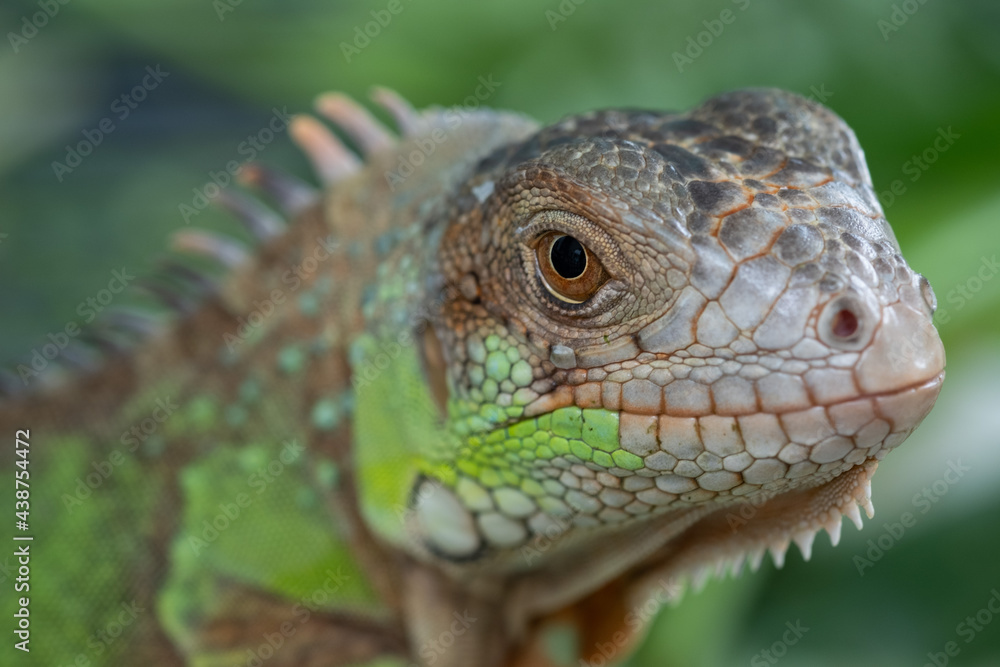 lizard, animal, green lizard with blur background lizard, animal, green lizard with blur background