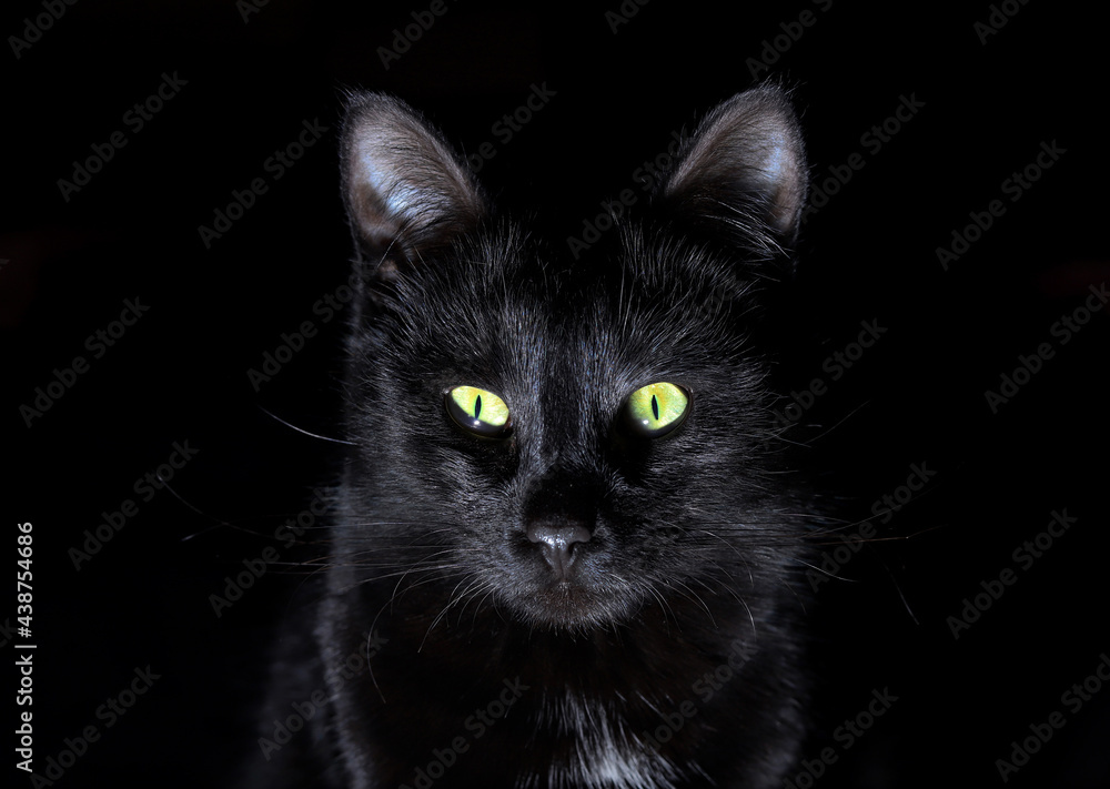 Portrait of black cat on dark background