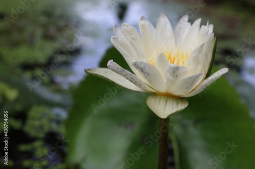 Close-up shot of white lotus with yellow pollen in a pond. Ecosystem. Selectable focus. nature background