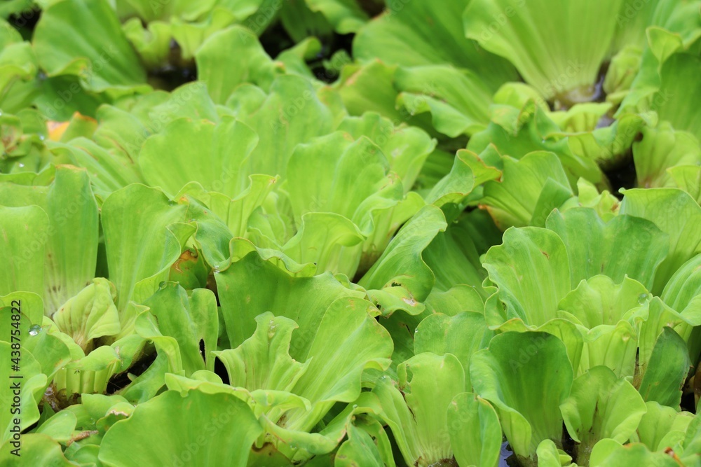 green lettuce in the garden