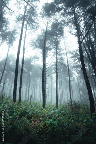 Trees in the fog,wilderness landscape forest with pine trees © artrachen