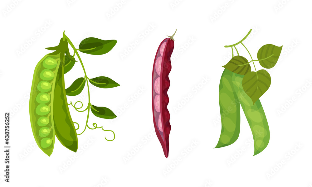 Grain Legume or Pulse Crop with Pod and Beans Vector Set