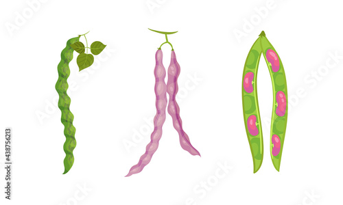 Grain Legume or Pulse Crop with Pod and Beans Vector Set