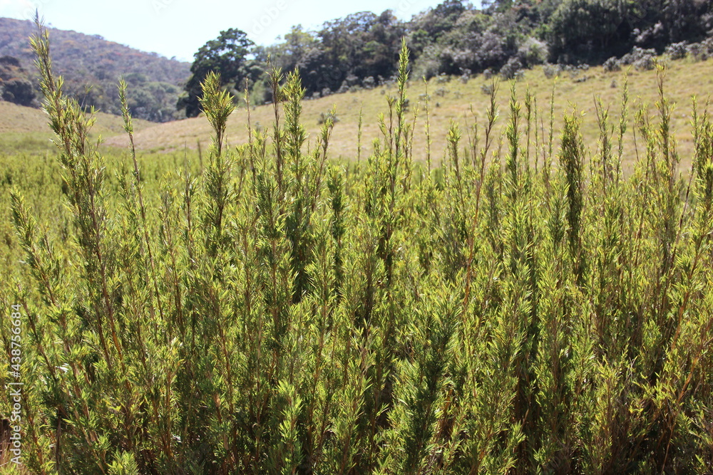 Naklejka premium Landscape of a wetland in summer