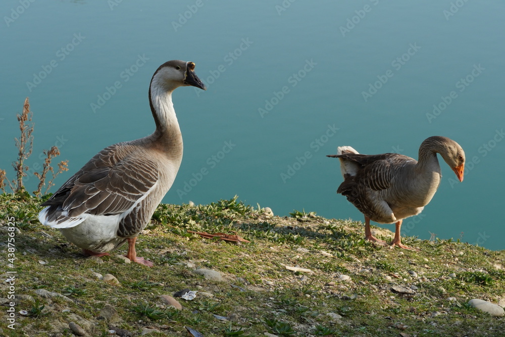 Obraz premium Chinese goose and Greylag goose outdoors in natural environment. Three-dimensional effect photography of two adult geese animals. Goose portrait, ornithology, animal theme, zoology, bird concept.