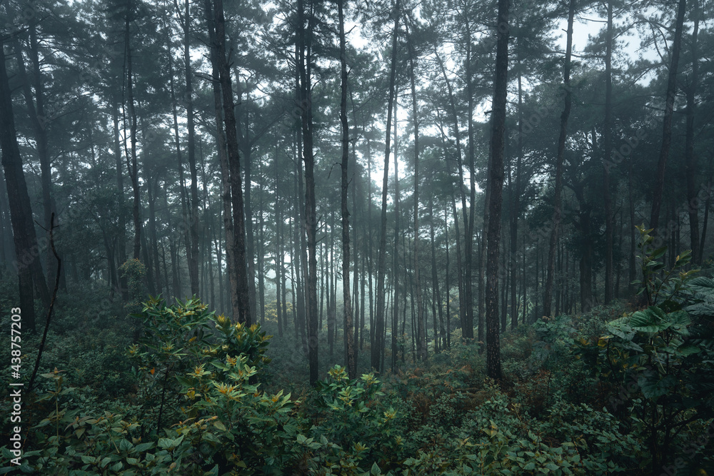Trees in the fog,wilderness landscape forest with pine trees Trees in the fog,wilderness landscape forest with pine trees