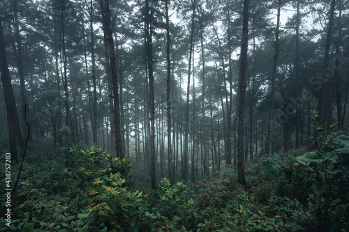Trees in the fog,wilderness landscape forest with pine trees