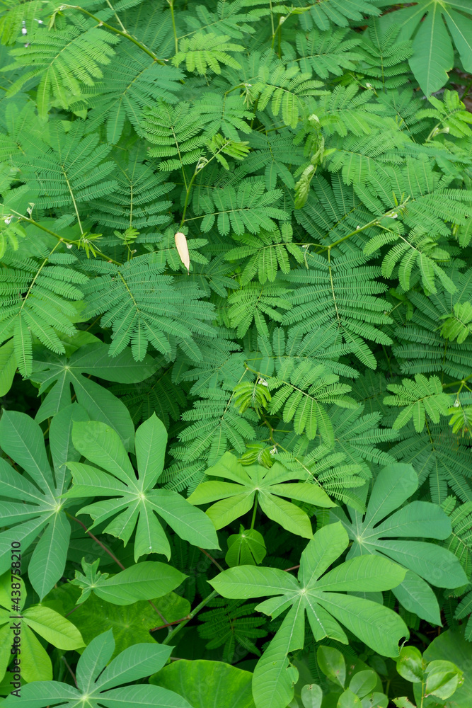 The photo is a photo of wild plants I took in the forest near my house. The photo is a photo of wild plants I took in the forest near my house.