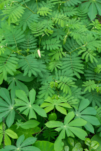 The photo is a photo of wild plants I took in the forest near my house.