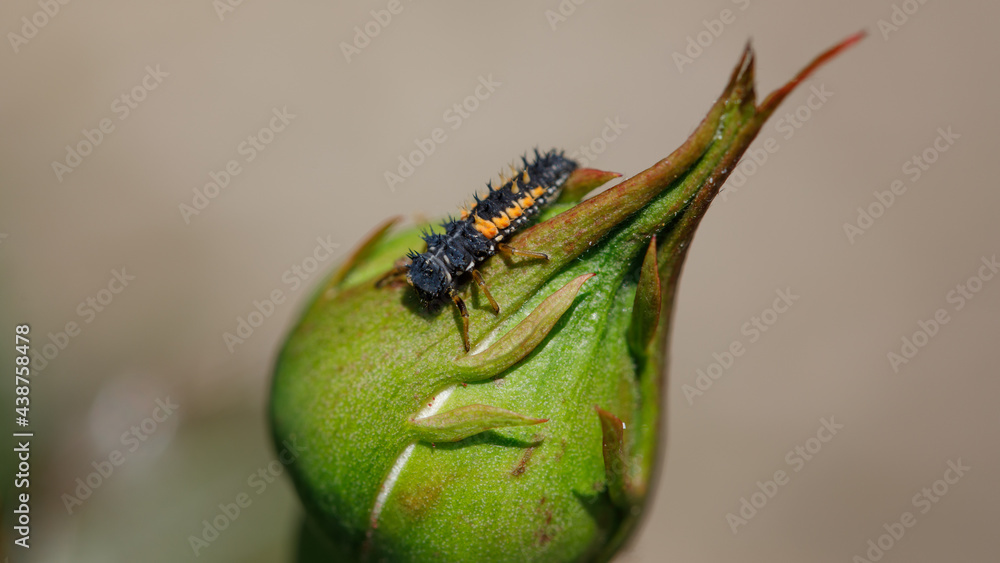 larve de coccinelle asiatique