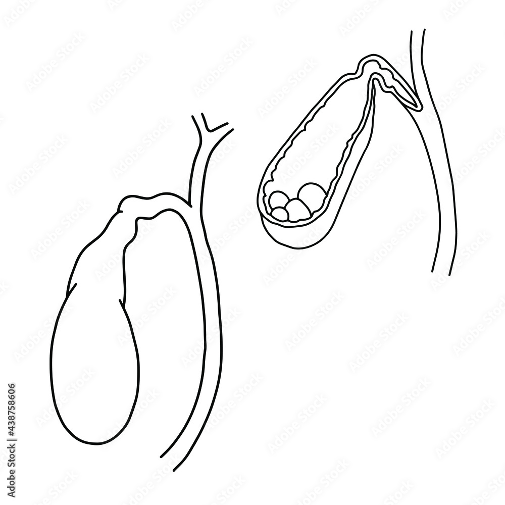 The human gallbladder and its cross section. Vector, outline