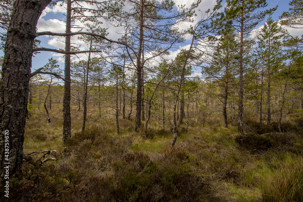 Part of the ancient Caledonian Forest in the Cairngorms, Scottish Highlands, UK Part of the ancient Caledonian Forest in the Cairngorms, Scottish Highlands, UK