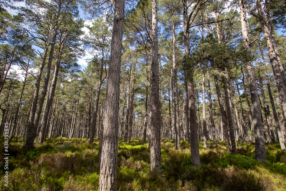 Part of the ancient Caledonian Forest in the Cairngorms, Scottish Highlands, UK