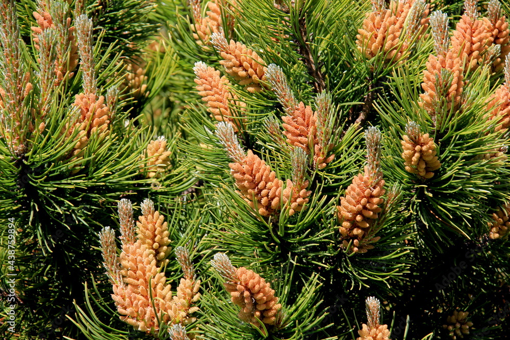 Yellow Pollen on a new pine blossom. Yellow pine cones from coniferous tree at june Yellow Pollen on a new pine blossom. Yellow pine cones from coniferous tree at june