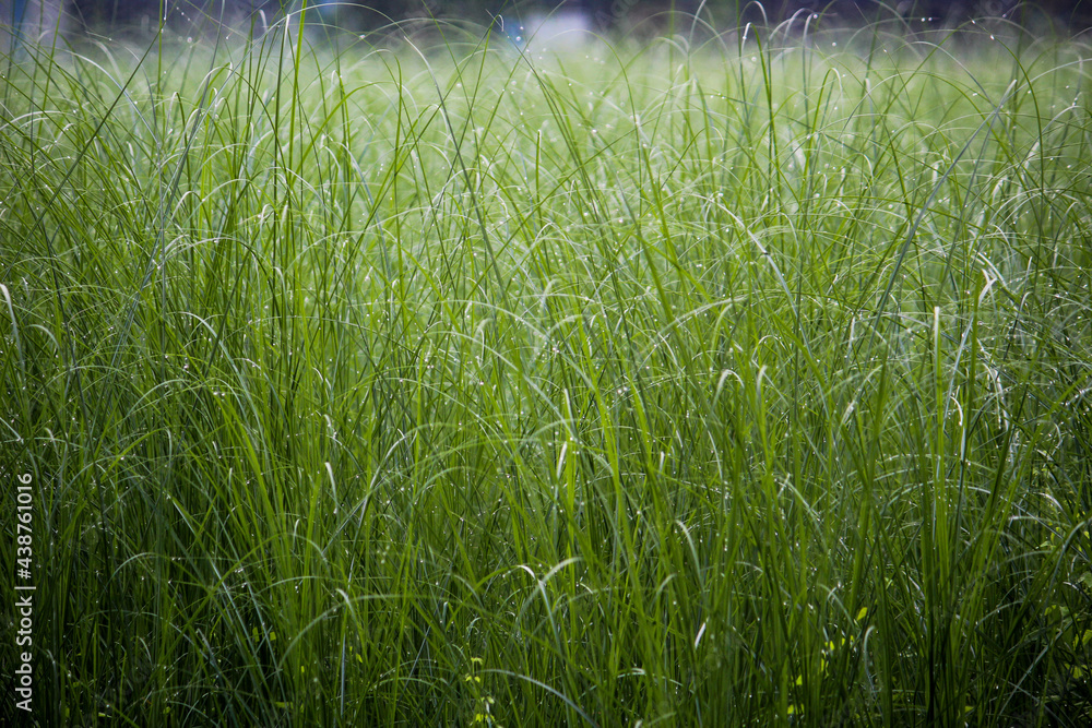 Obraz premium green grass background