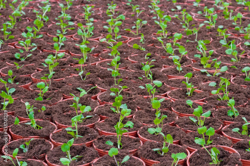 Greenhouse facilities.