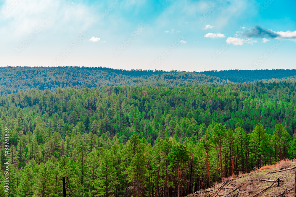 Aerial view of summer green trees in forest in mountains