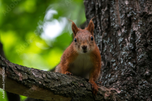 Curious red squirrel © Владимир Зайцев