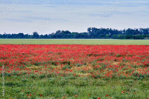 Poppy fields blooming in a sea of red  poppies 