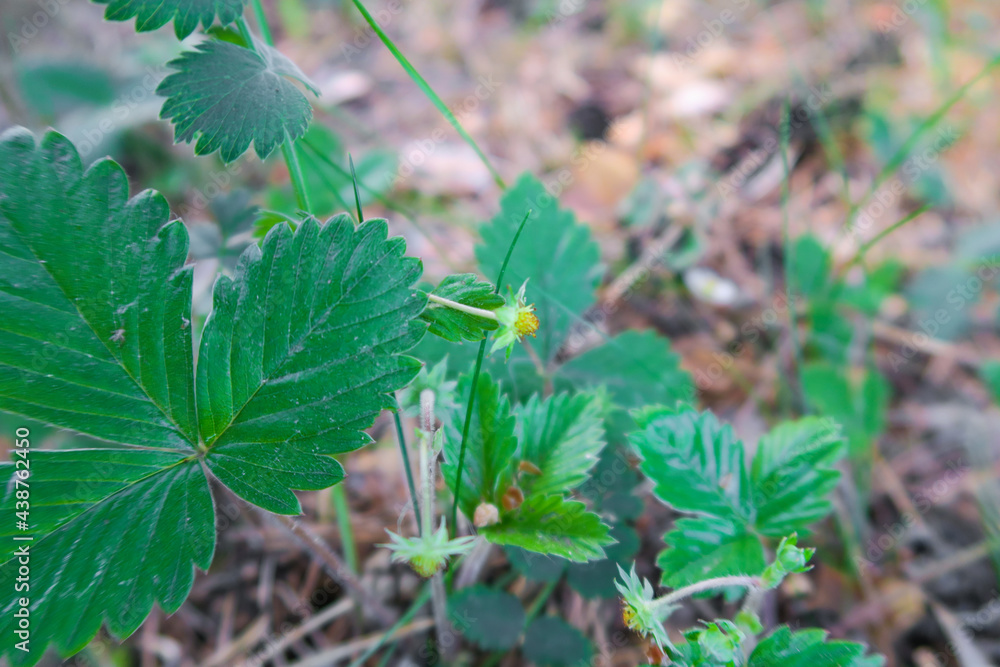 close up of a plant