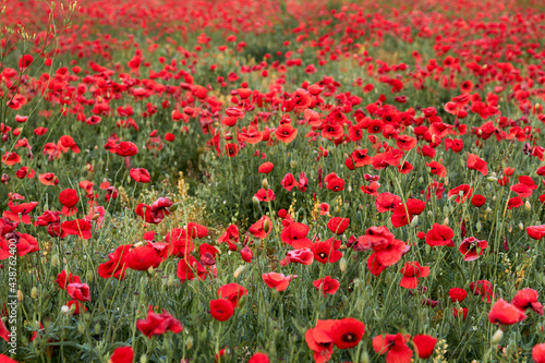 Poppy fields blooming in a sea of red, poppies 