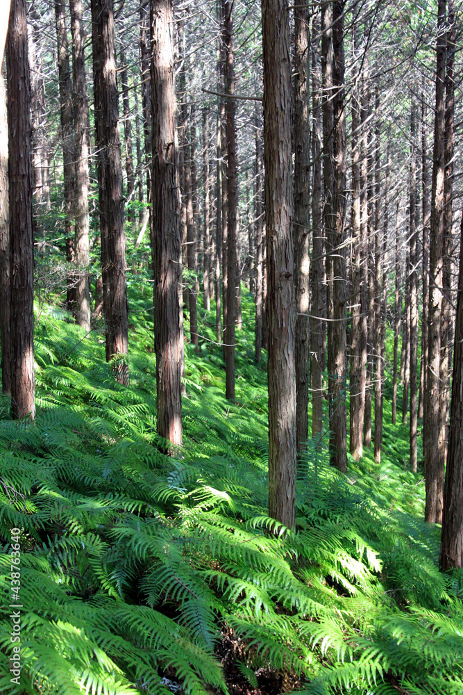 Obraz premium 静かな山林